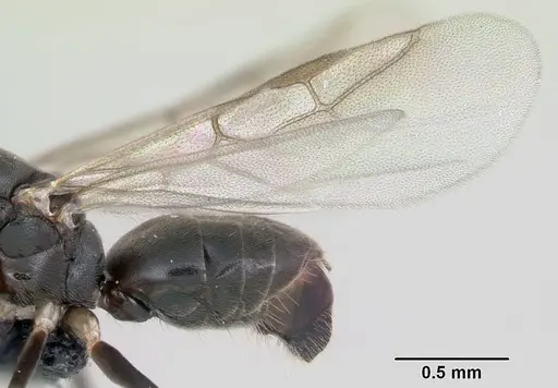 Technomyrmex albipes - CASENT0055727