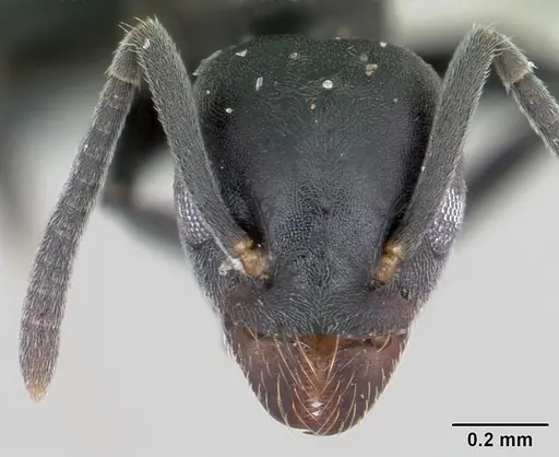 Technomyrmex albipes - CASENT0060419