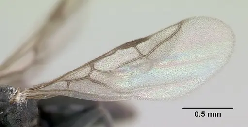 Technomyrmex albipes - CASENT0060419