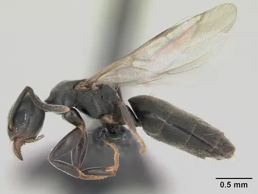 Technomyrmex albipes - CASENT0071195