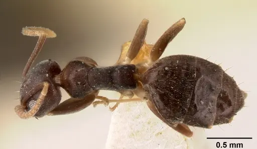 Technomyrmex albipes - CASENT0101467