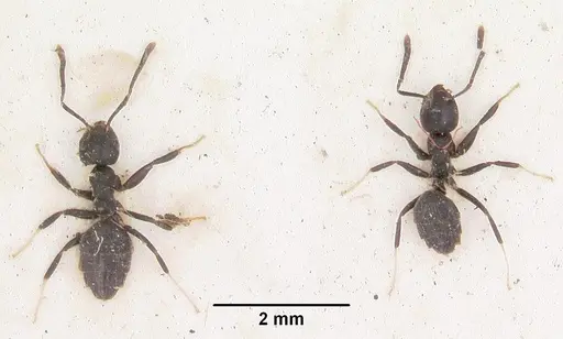 Technomyrmex albipes - CASENT0103002