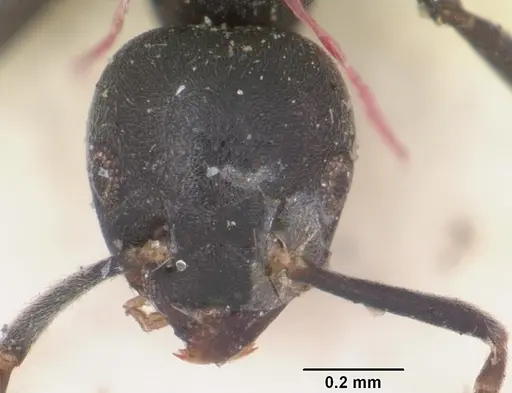 Technomyrmex albipes - CASENT0103002