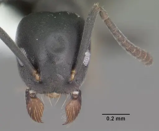 Technomyrmex albipes - CASENT0104343