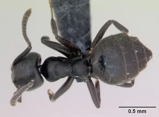 Technomyrmex albipes - CASENT0125198