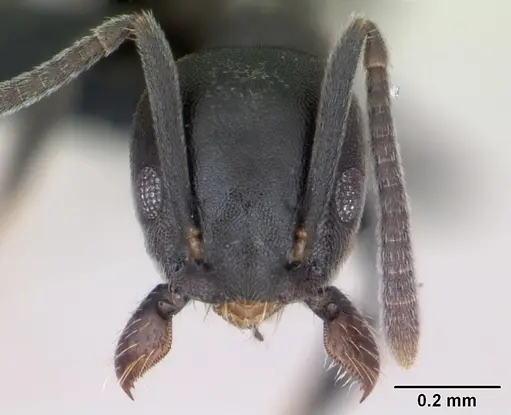 Technomyrmex albipes - CASENT0125198