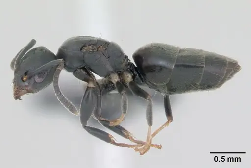 Technomyrmex albipes - CASENT0125208