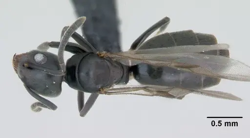 Technomyrmex albipes - CASENT0125325