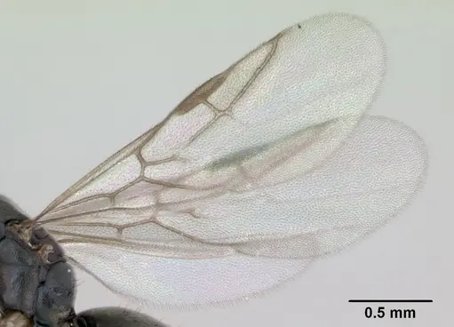 Technomyrmex albipes - CASENT0125325