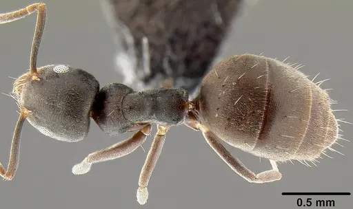 Technomyrmex albipes - CASENT0171130