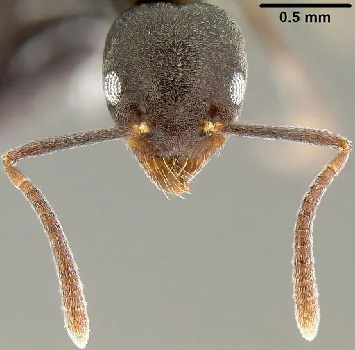 Technomyrmex albipes - CASENT0171130