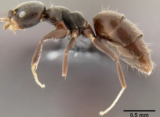 Technomyrmex albipes - CASENT0171130