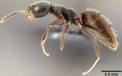 Technomyrmex albipes - CASENT0171130