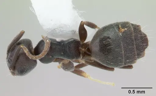 Technomyrmex albipes - CASENT0178389