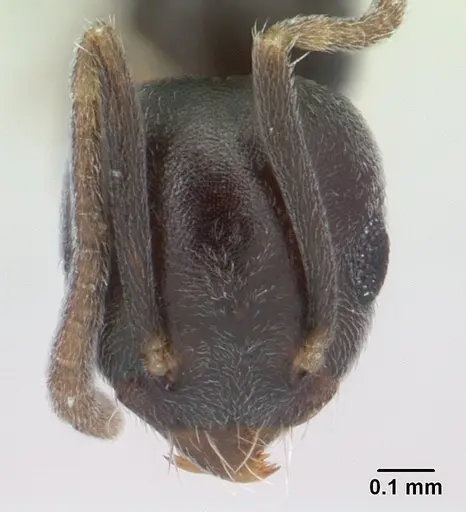 Technomyrmex albipes - CASENT0178389