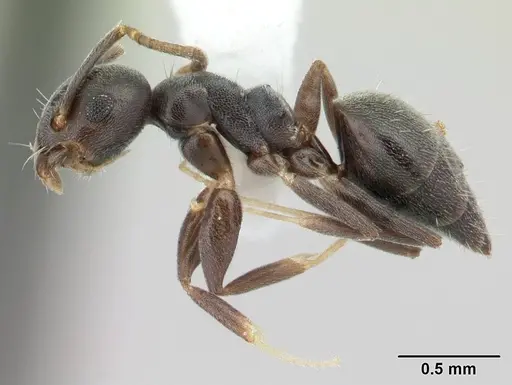 Technomyrmex albipes - CASENT0178389