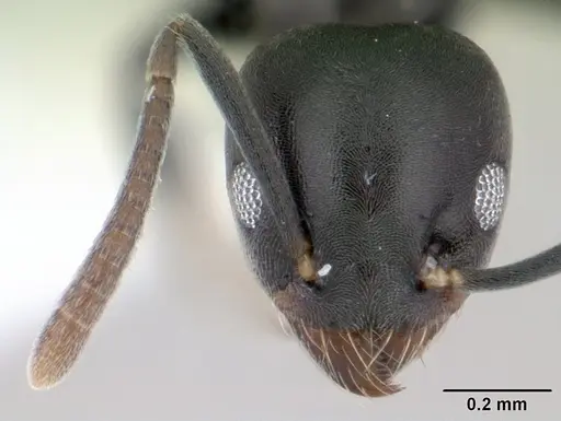 Technomyrmex albipes - CASENT0178469