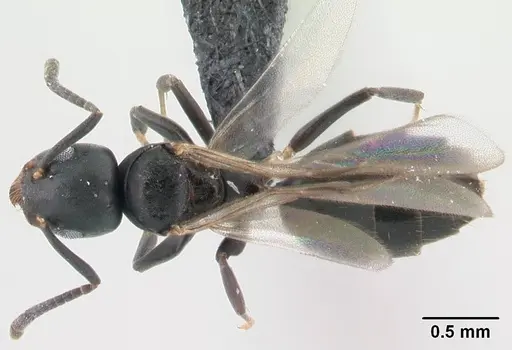 Technomyrmex albipes - CASENT0188893