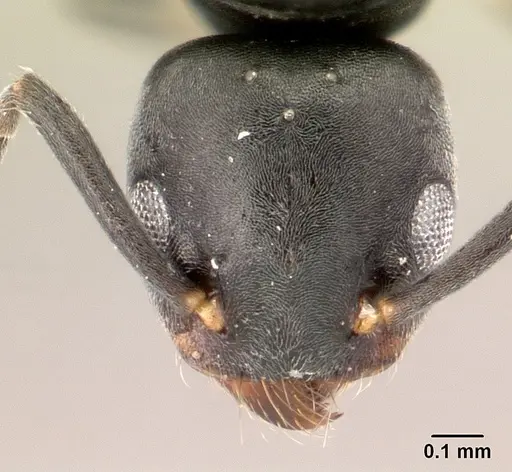 Technomyrmex albipes - CASENT0188893