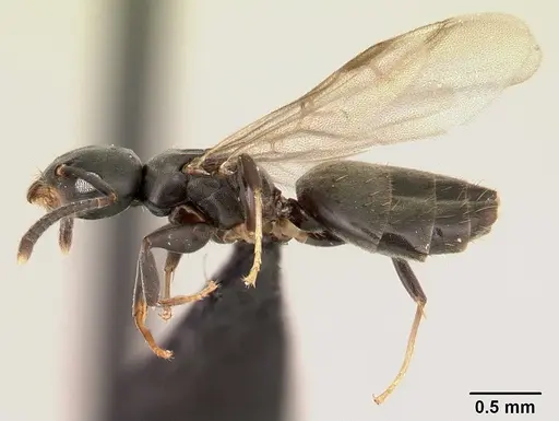 Technomyrmex albipes - CASENT0188893