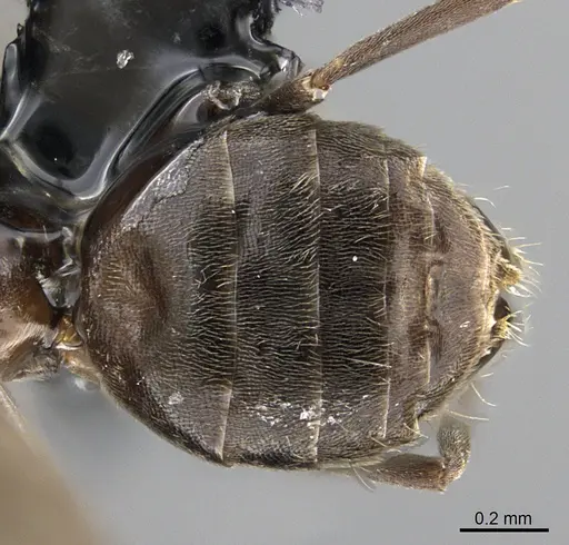 Technomyrmex albipes - CASENT0226448