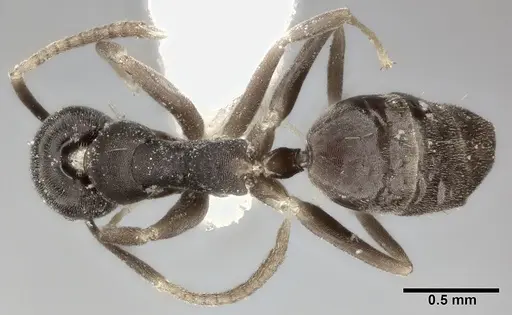 Technomyrmex albipes - CASENT0246565