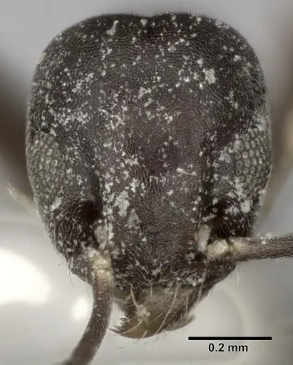 Technomyrmex albipes - CASENT0246565