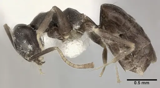 Technomyrmex albipes - CASENT0246565