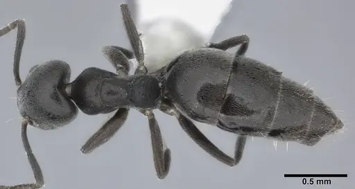 Technomyrmex albipes - CASENT0246603