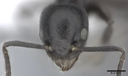 Technomyrmex albipes - CASENT0246603