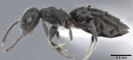 Technomyrmex albipes - CASENT0246603