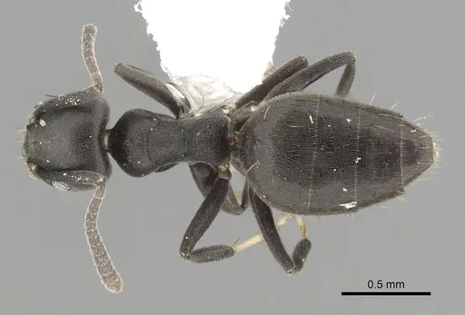 Technomyrmex albipes - CASENT0249775