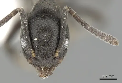 Technomyrmex albipes - CASENT0249775