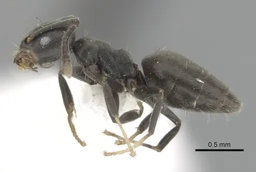 Technomyrmex albipes - CASENT0249775