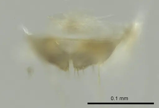 Technomyrmex albipes - CASENT0345007