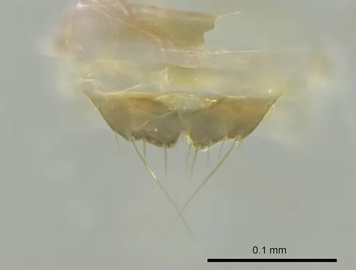 Technomyrmex albipes - CASENT0345009