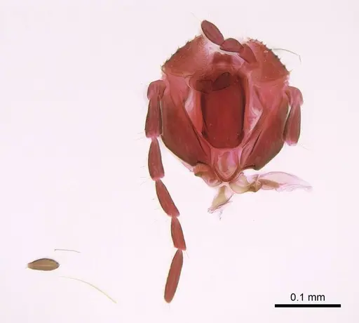 Technomyrmex albipes - CASENT0345010