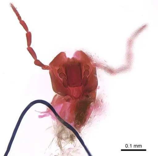 Technomyrmex albipes - CASENT0345012