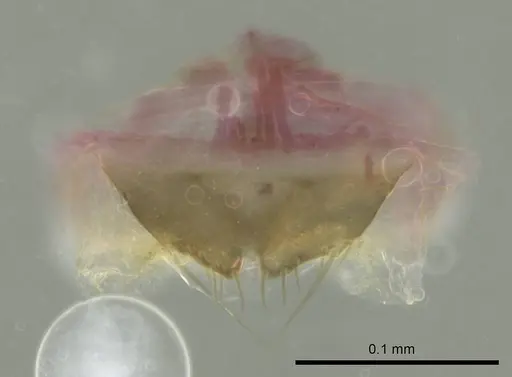 Technomyrmex albipes - CASENT0345013