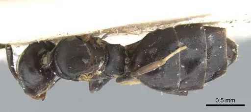 Technomyrmex albipes - CASENT0903030