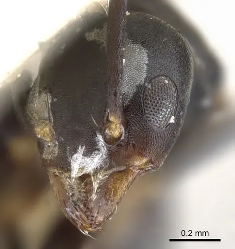 Technomyrmex albipes - CASENT0903030