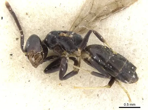 Technomyrmex albipes - CASENT0903030