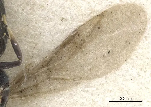 Technomyrmex albipes - CASENT0903030