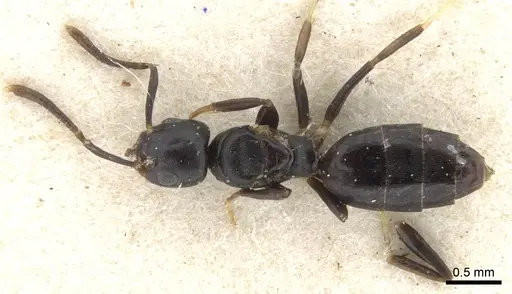 Technomyrmex albipes - CASENT0903031