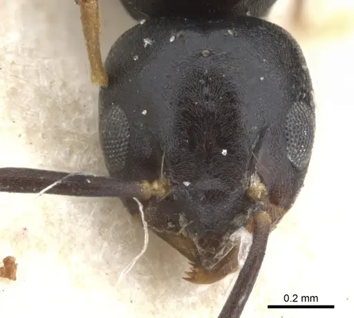 Technomyrmex albipes - CASENT0903031