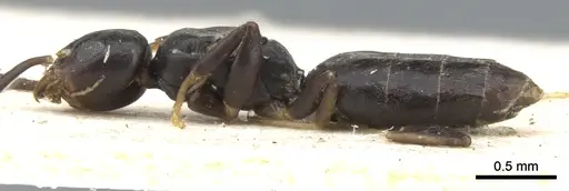 Technomyrmex albipes - CASENT0903031