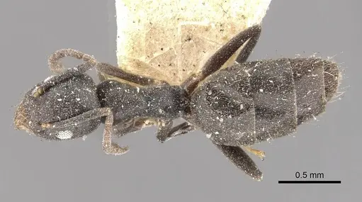 Technomyrmex albipes - CASENT0909789