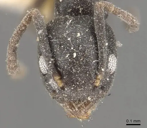 Technomyrmex albipes - CASENT0909789