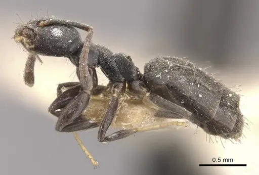 Technomyrmex albipes - CASENT0909789