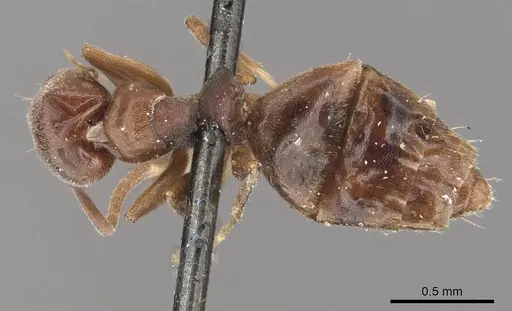 Technomyrmex albipes - CASENT0909792